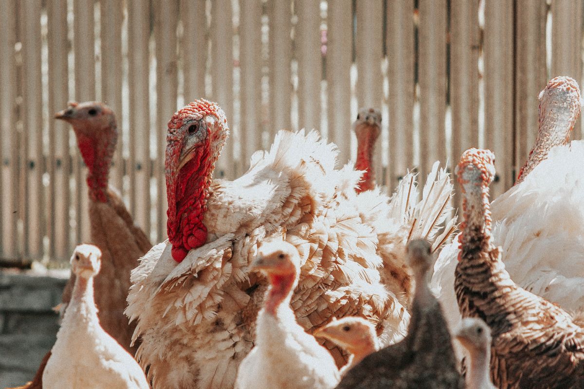 The truth behind bird flu and what this means for our Christmas meat